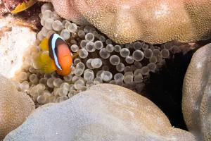 Australian clownfish (Amphiprion rubrocinctus) in a bubble-tip anemone (Entacmaea quadricolor)
