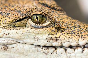 Australian "Johnstone's" crocodile (Crocodylus johnstoni)