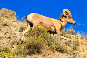 Big horn sheep eating lunch