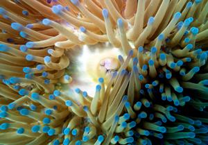 Blue-tipped sebae anemone (Heteractis crispa)