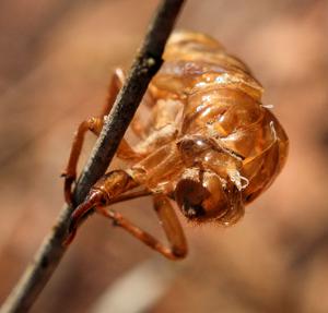 Cicada exuvia (moulted exoskeleton)