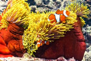 Clownfish (Amphiprion percula) in a magnificent sea anemone (Heteractis magnifica)