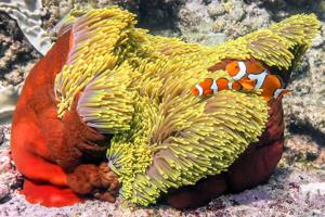Clownfish (Amphiprion percula) in a magnificent sea anemone (Heteractis magnifica)