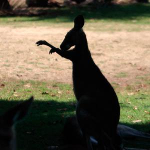 Eastern grey kangaroo (Macropus giganteus) in silhouette