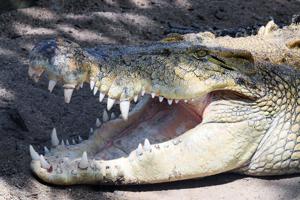 Estuarine (saltwater) crocodile (Crocodylus porosus)