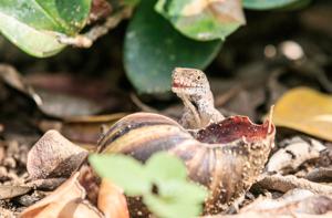 Lizard peeking out from behind a snail shell