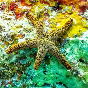 starfish at Agincourt Reef