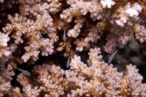 school of small fish swimming around coral