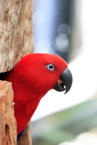 Female eclectus parrot (Eclectus roratus)