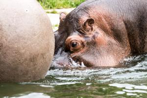 Hippopotamus at play