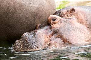 Hippopotamus at play
