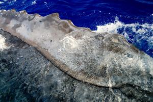 Humpback whale (Megaptera novaeangliae)