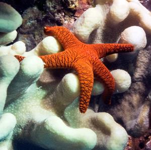 Indian sea star (Fromia indica)