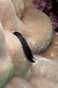 Inornate sea slug (Chelidonura inornata)