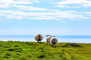 Sheep overlooking the sea