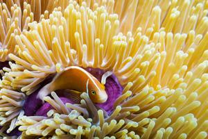 Pink skunk clownfish (Amphiprion perideraion) in a giant carpet anemone (Stichodactyla gigantea)