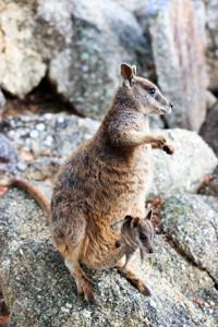 Rock wallaby (Petrogale mareeba)