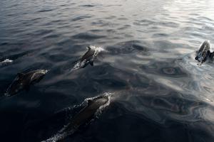Spinner dolphin (Stenella longirostris) pod
