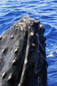 Spyhopping Humpback whale (Megaptera novaeangliae)